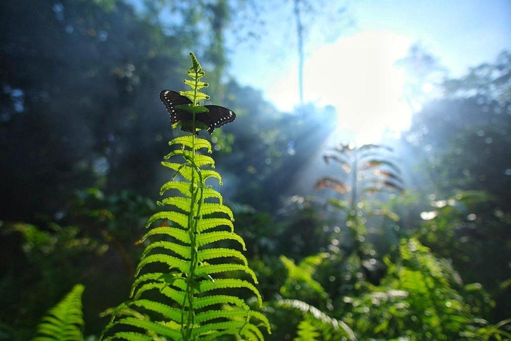 Tropical Jungle Lodge & Jungle Trekking Bukit Lawang Exterior foto