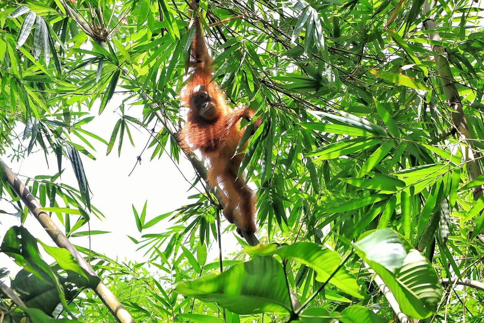 Tropical Jungle Lodge & Jungle Trekking Bukit Lawang Exterior foto