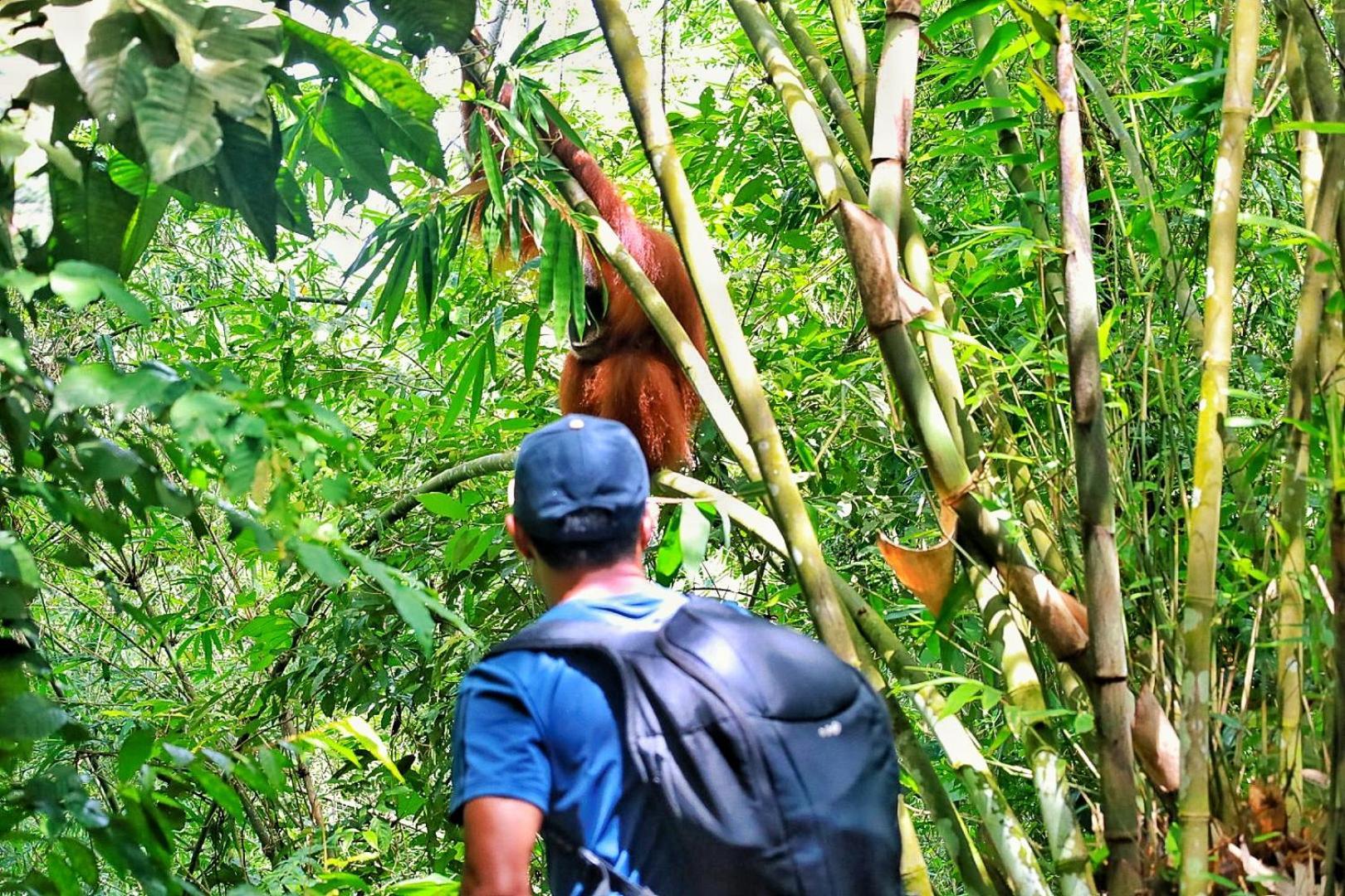 Tropical Jungle Lodge & Jungle Trekking Bukit Lawang Exterior foto