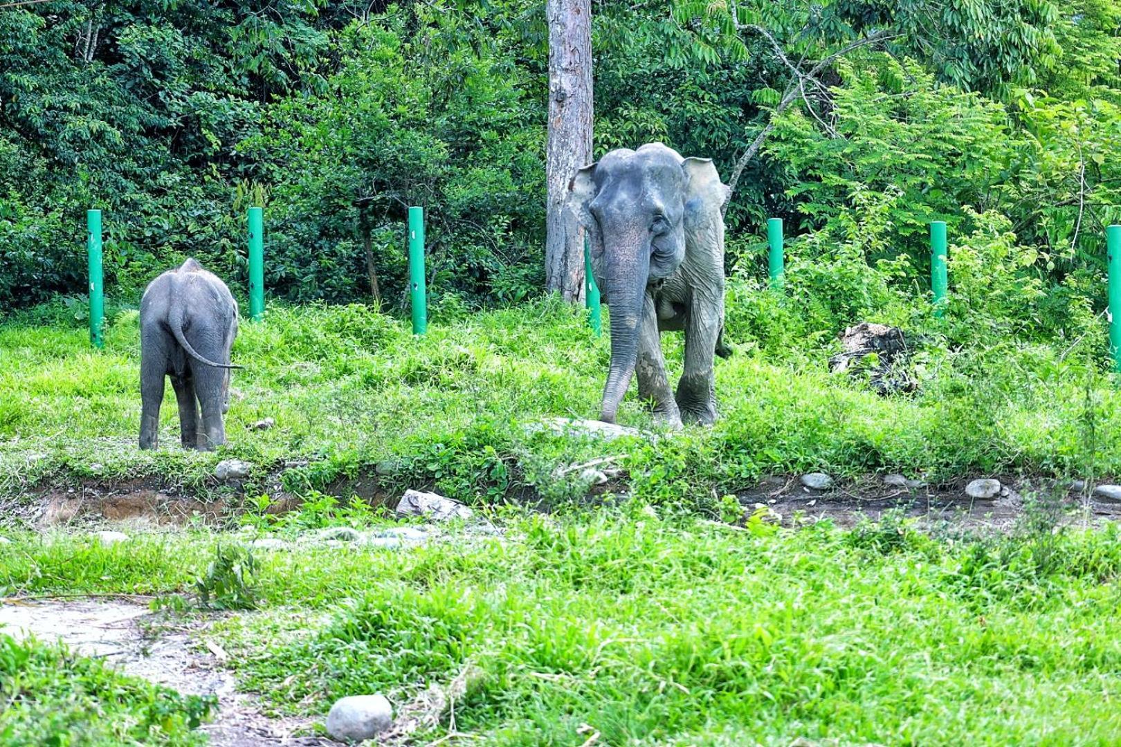 Tropical Jungle Lodge & Jungle Trekking Bukit Lawang Exterior foto