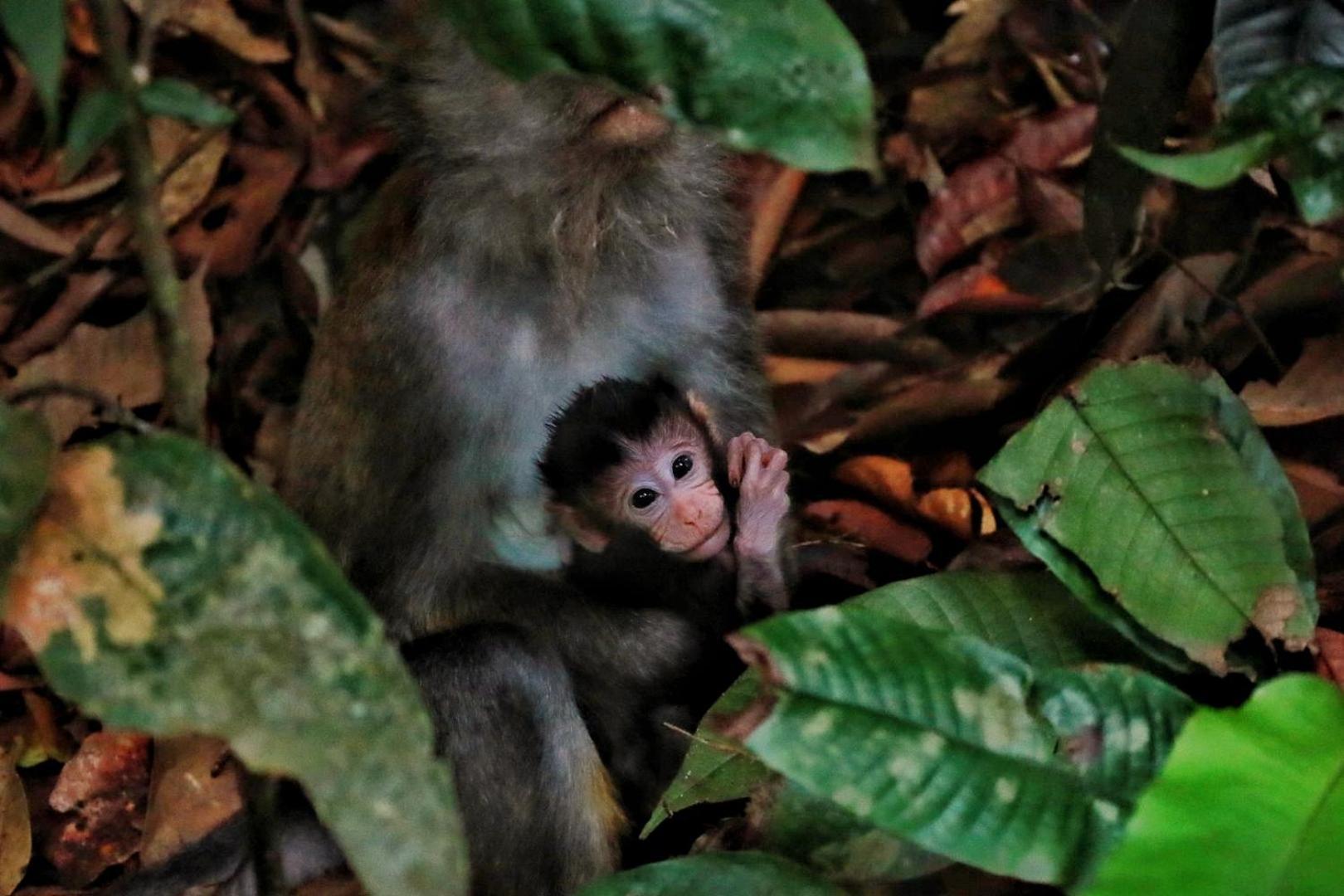 Tropical Jungle Lodge & Jungle Trekking Bukit Lawang Exterior foto